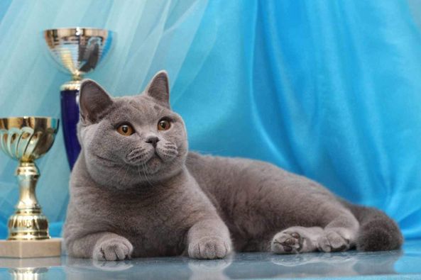 British Shorthair