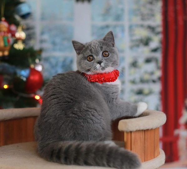 British Shorthair