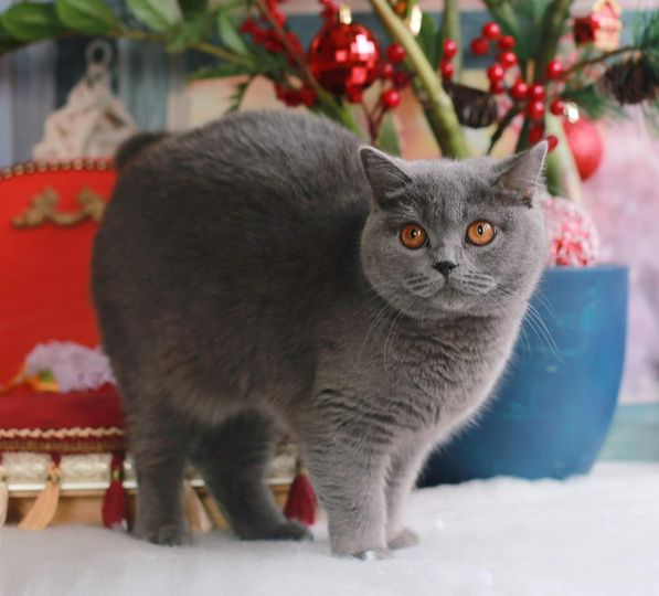 British Shorthair