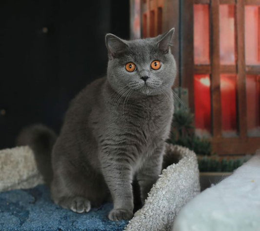 British Shorthair