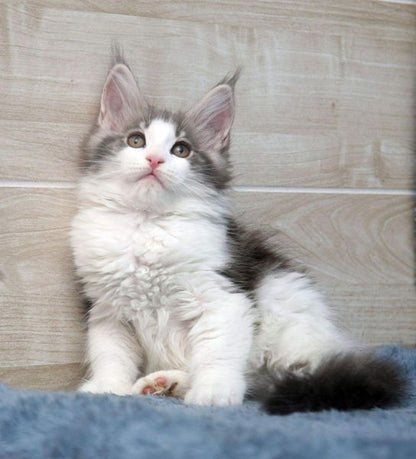 Maine Coon