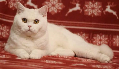 British Shorthair