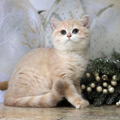 British Shorthair