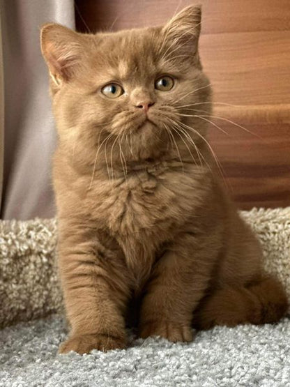 British Shorthair