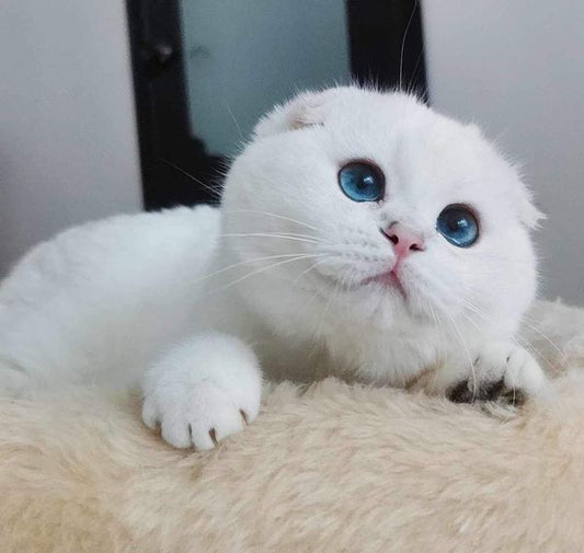 Scottish Fold