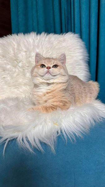 British Shorthair