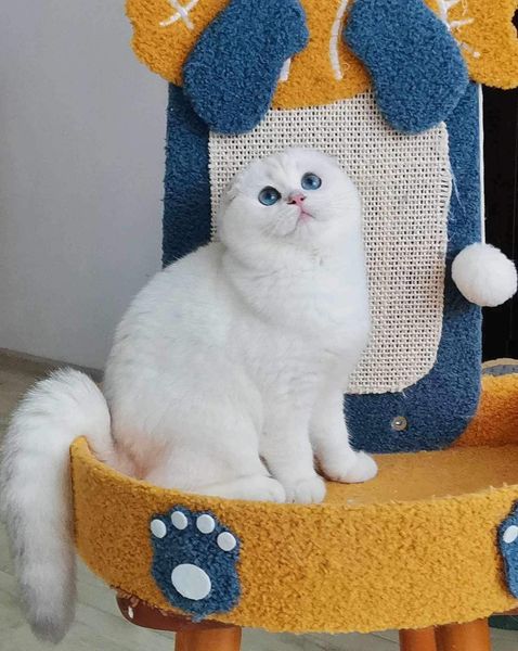 Scottish Fold