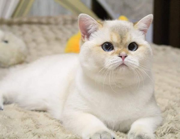 British Shorthair