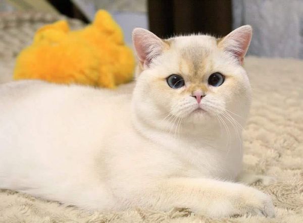 British Shorthair