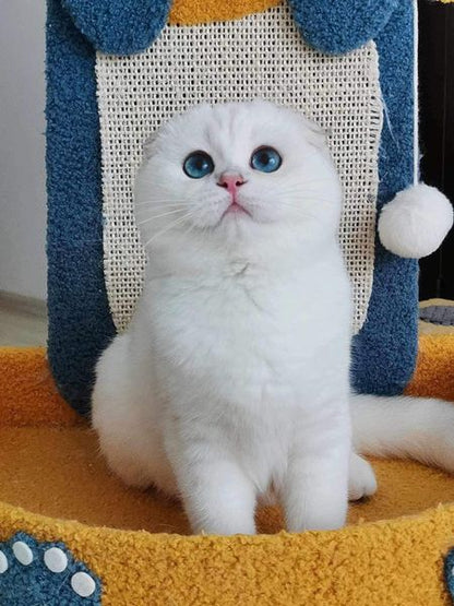 Scottish Fold