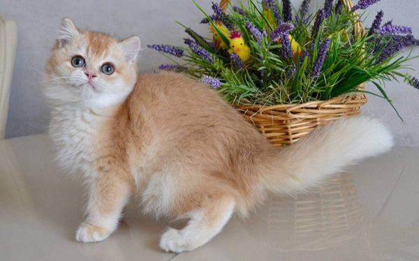 British Shorthair