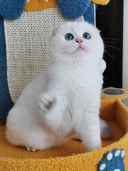 Scottish Fold