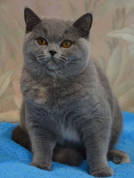 British Shorthair