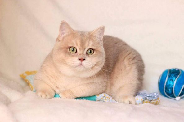 British Shorthair