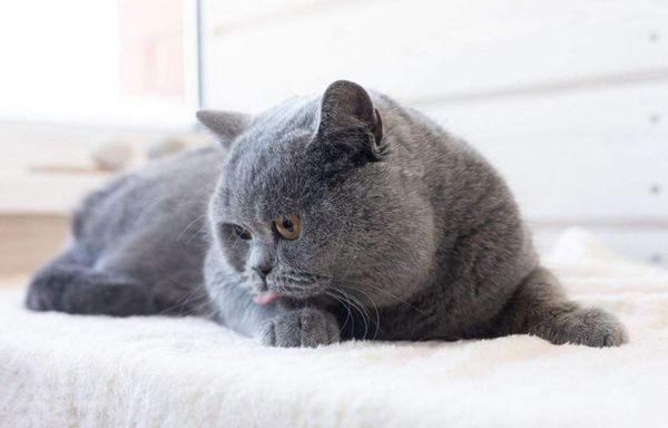 British Shorthair