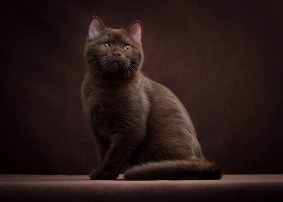 British Shorthair