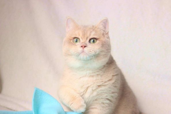 British Shorthair