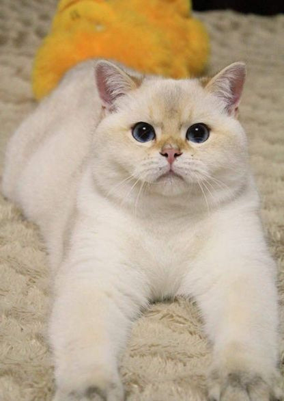 British Shorthair