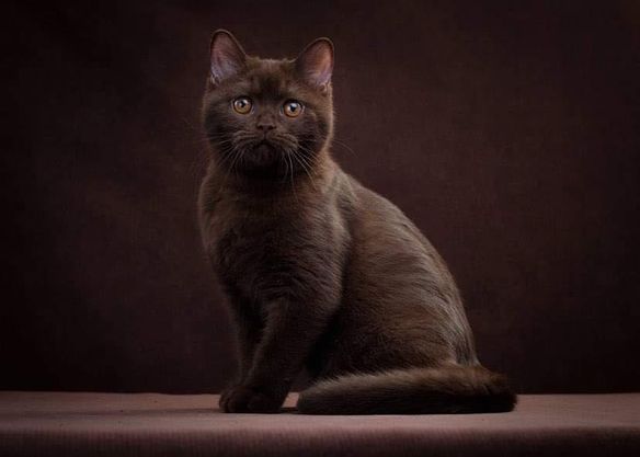 British Shorthair