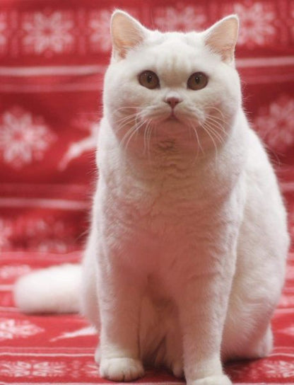 British Shorthair