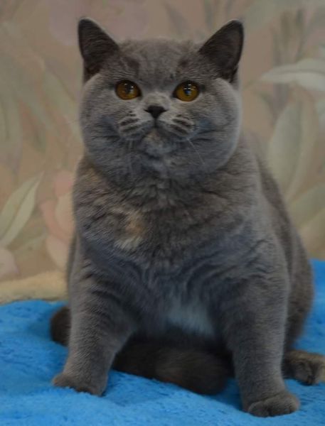 British Shorthair