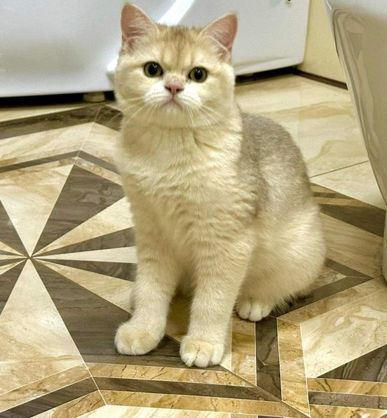 British Shorthair