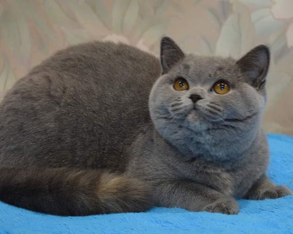 British Shorthair