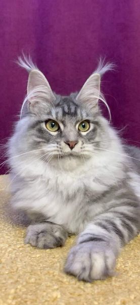 Maine Coon