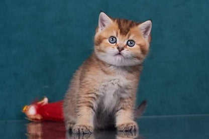 British Shorthair