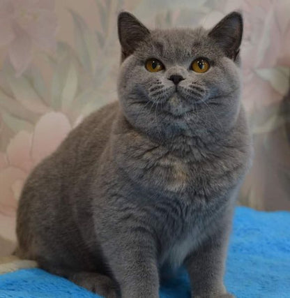 British Shorthair