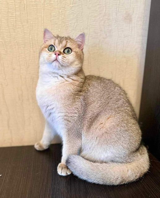 British Shorthair