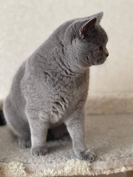 British Shorthair