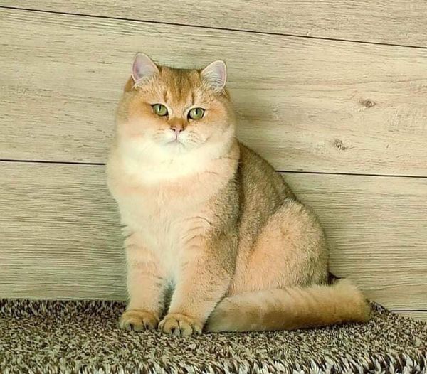 British Shorthair