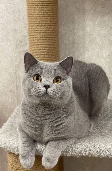 British Shorthair