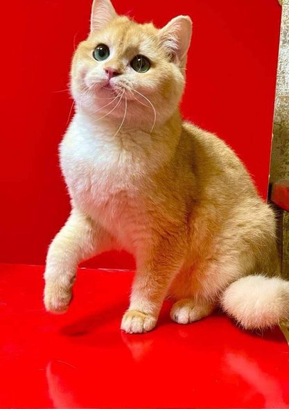 British Shorthair