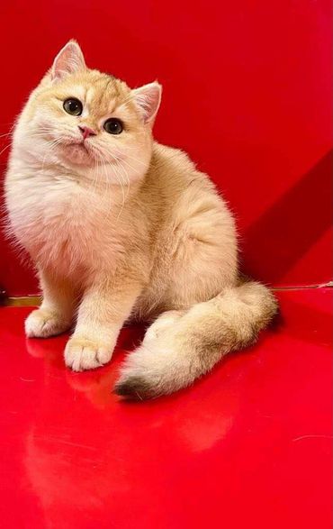 British Shorthair