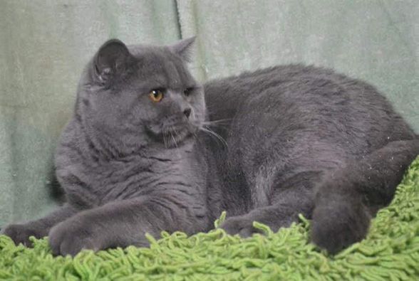 British Shorthair