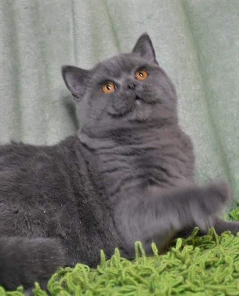 British Shorthair