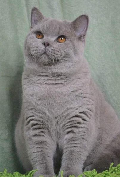 British Shorthair