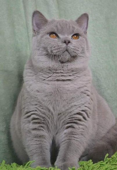 British Shorthair