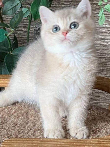 British Shorthair