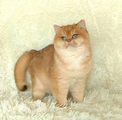 British Shorthair