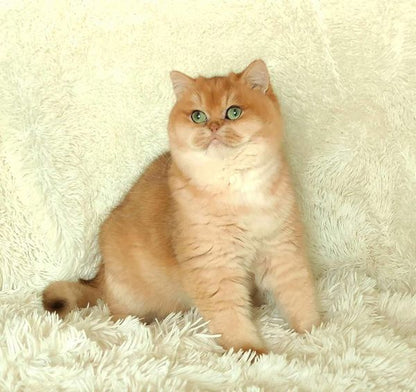 British Shorthair