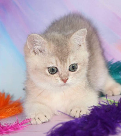 British Shorthair