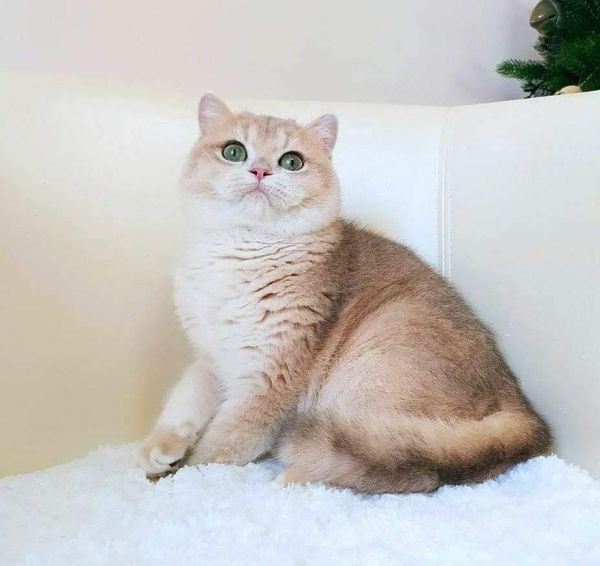 British Shorthair