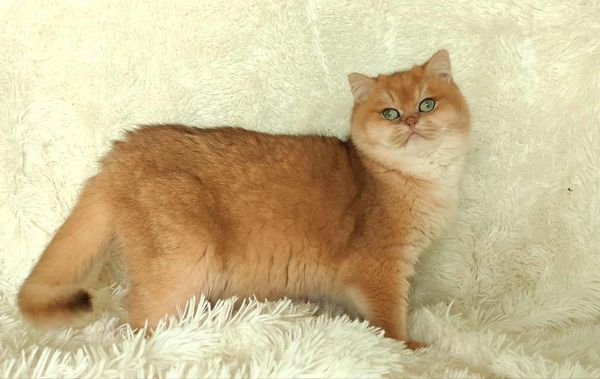 British Shorthair