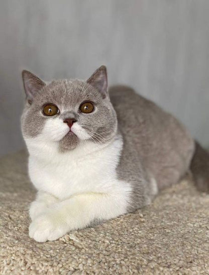 British Shorthair