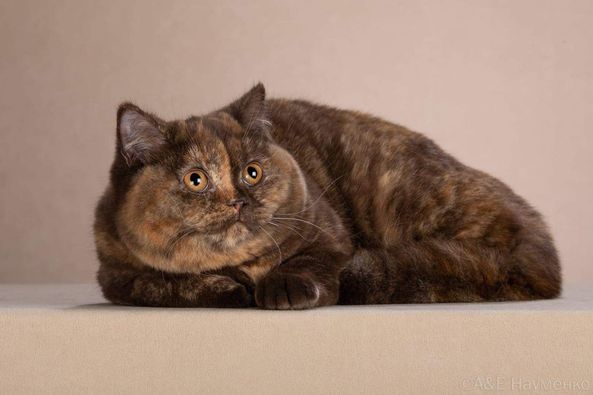 British Shorthair