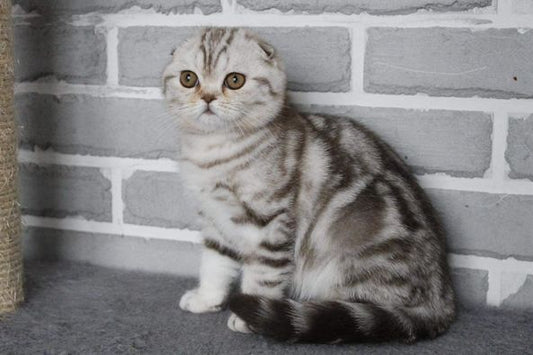 Scottish Fold