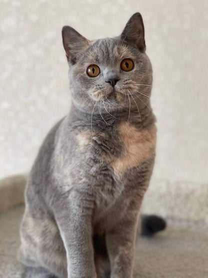 British Shorthair